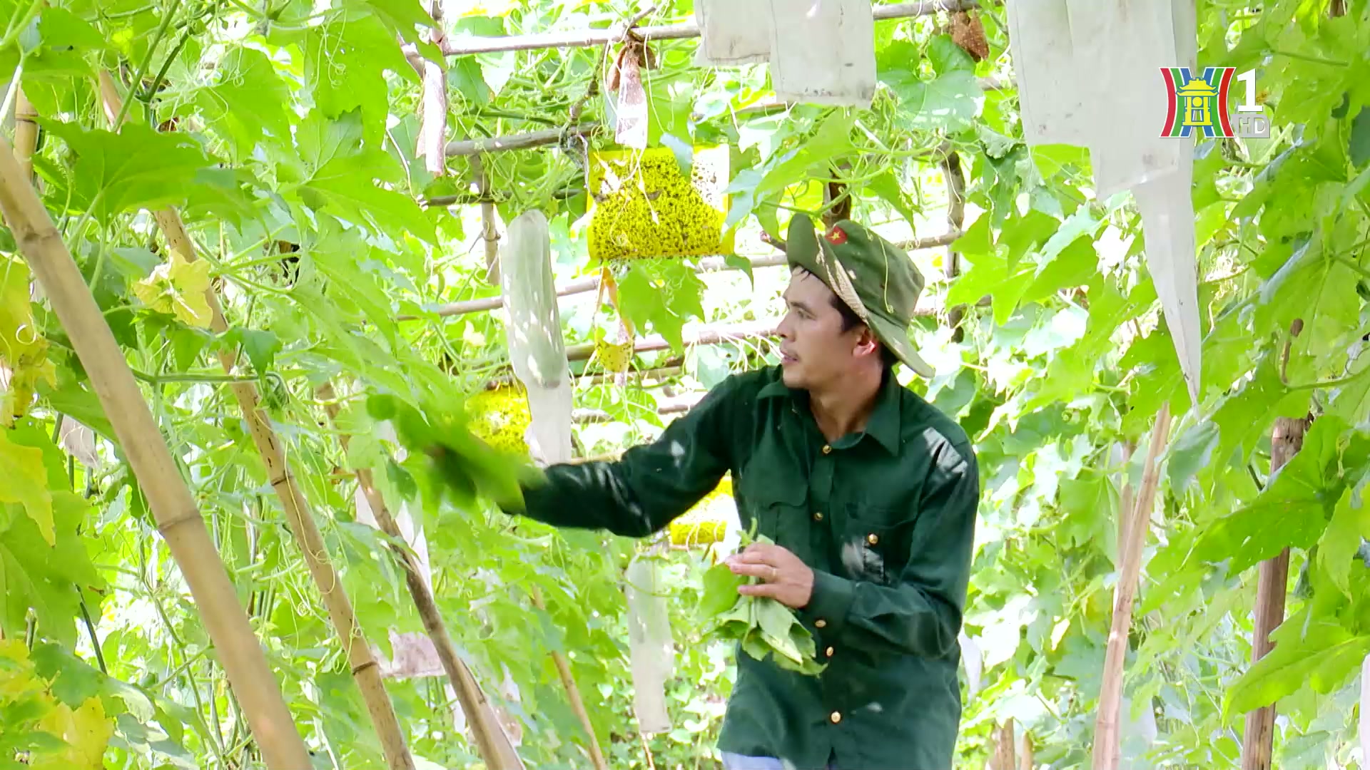 Nông nghiệp Thủ đô – bước tiếp chặng đường mới | Phóng sự tài liệu | 01/04/2025